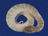 藏品(棘蛇)的圖片